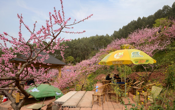 成都龙泉桃花沟农家乐