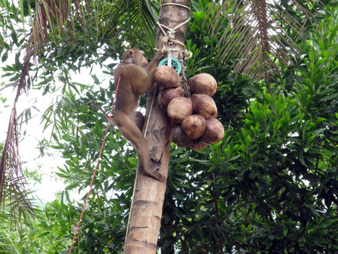 爬树的猴子