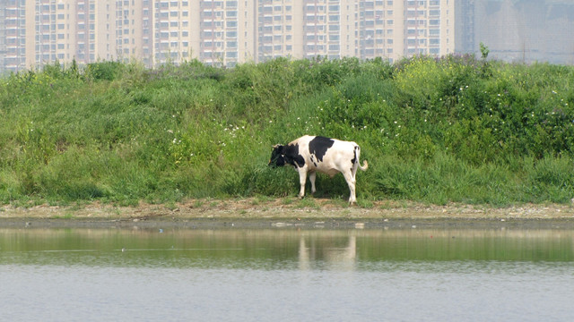 城郊奶牛