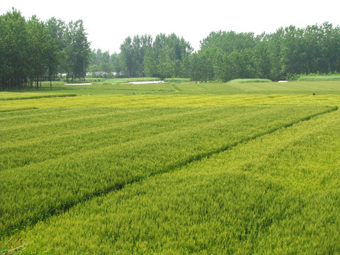 麦穗 麦田