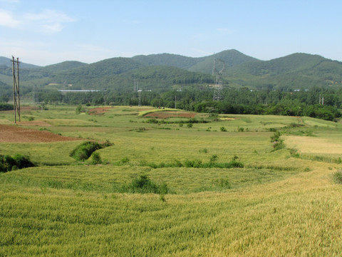成熟麦田 九莲峰远眺