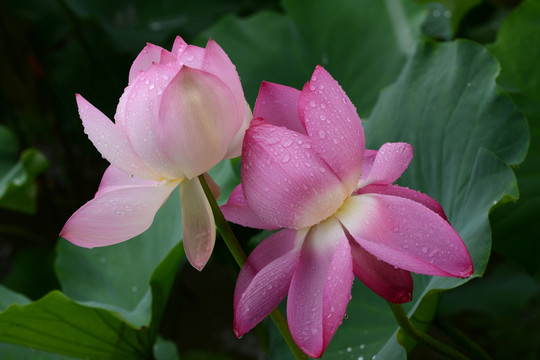 三圣乡雨中荷花