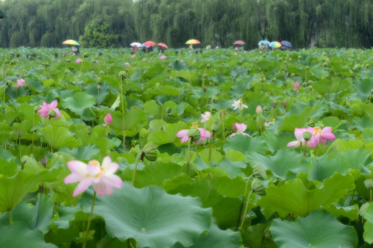 成都三圣乡雨中赏荷花