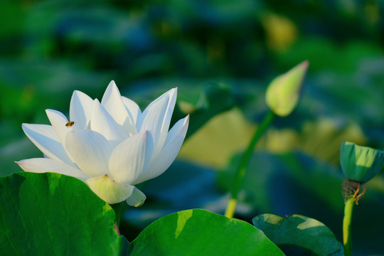 白莲花 白荷花