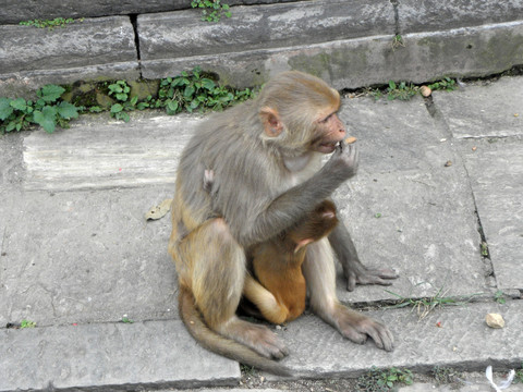 加德满都湿婆神庙的野生恒河猴