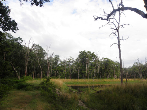 婆罗双树林 原始树林