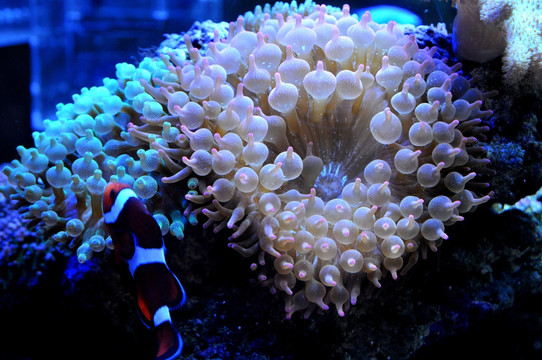 海洋生物 珊瑚