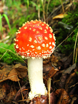 美丽的蘑菇