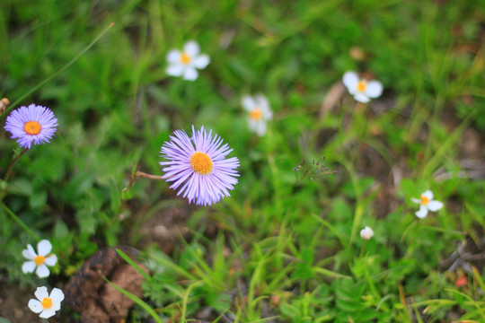 草原野菊花