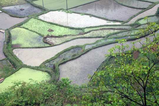 贵州梯田