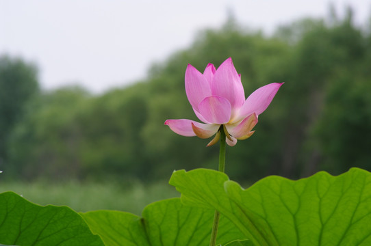 荷花