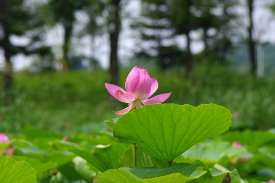 荷花