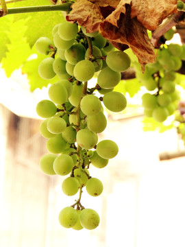 葡萄 庭院葡萄