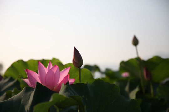 荷花