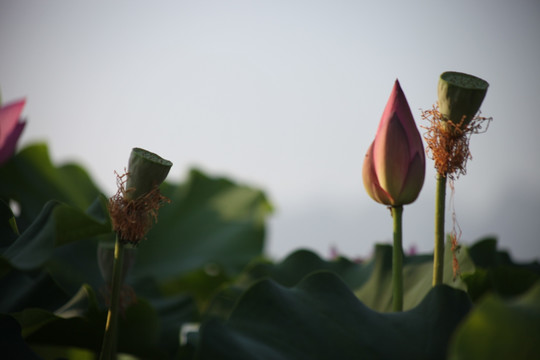 荷花