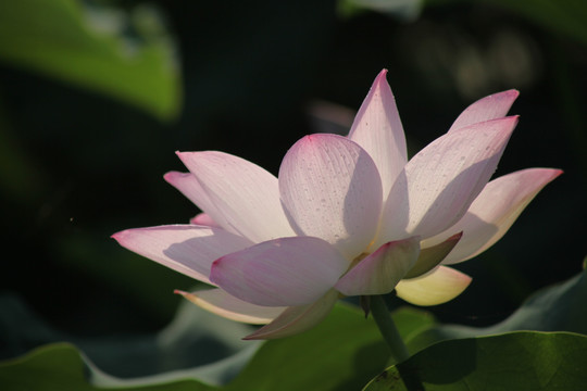 荷花