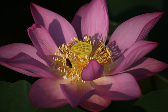 荷花