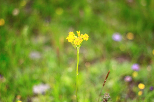 草原野花