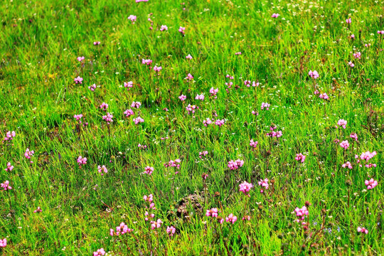 香格里拉花海