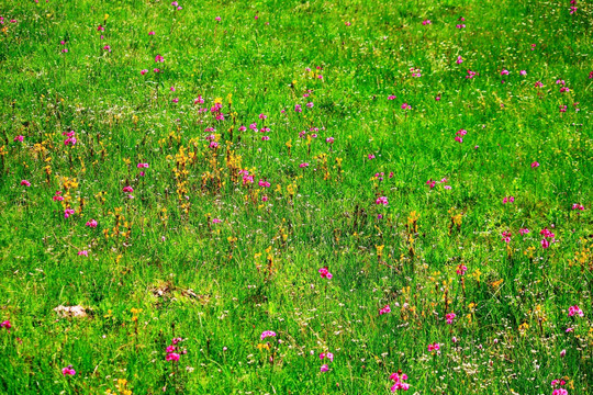 香格里拉花海