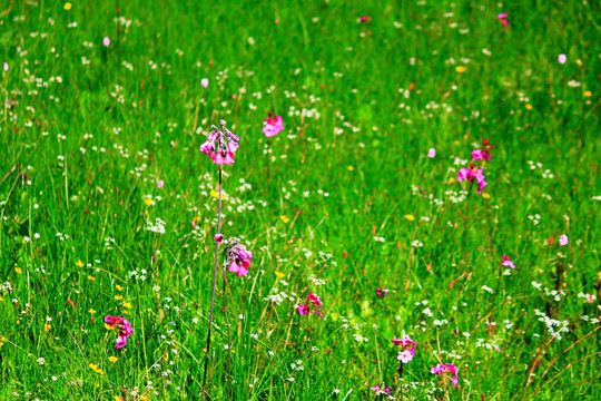香格里拉花海