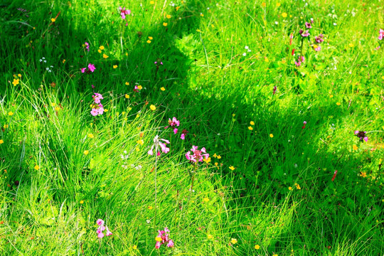 香格里拉花海
