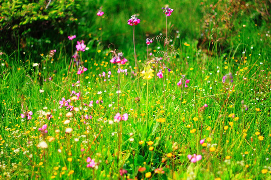 香格里拉花海