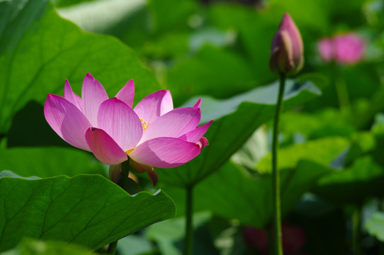 荷花