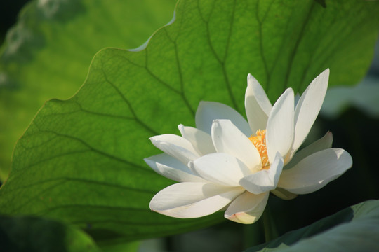 荷花