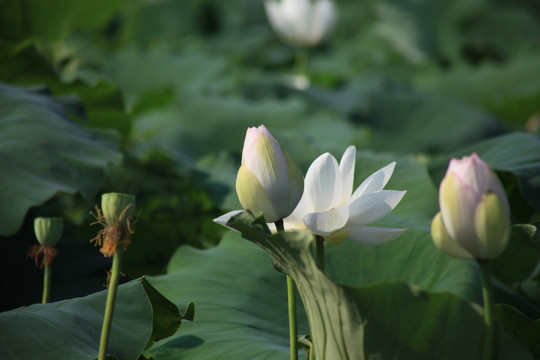 荷花