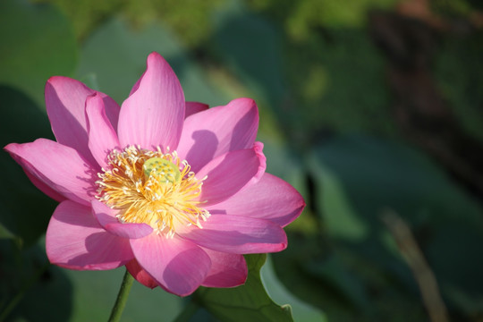 荷花