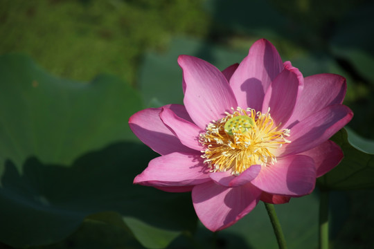荷花