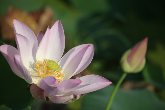 荷花