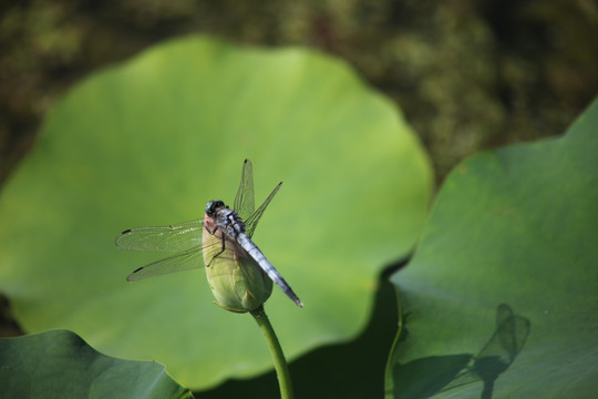 蜻蜓