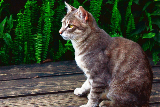 猫