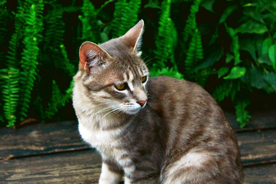猫