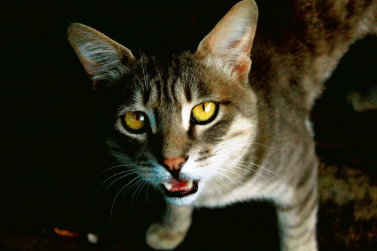 猫