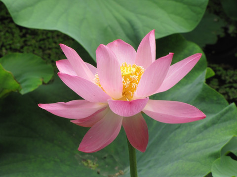 红荷