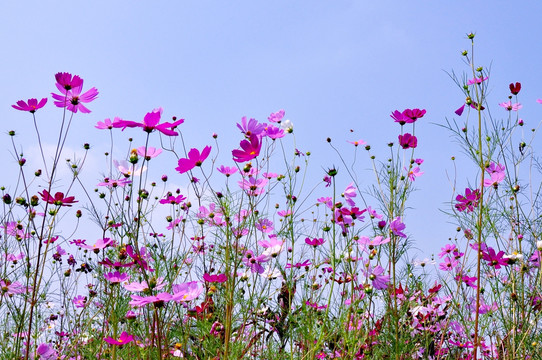 格桑花