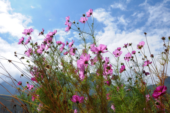 蓝天格桑花