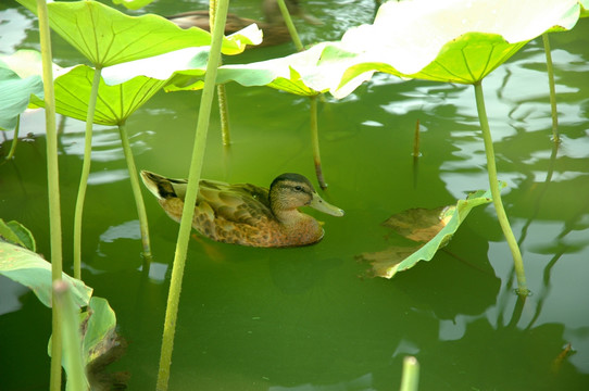 野鸭子