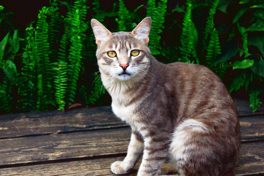 猫