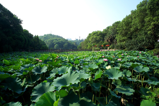 荷花池