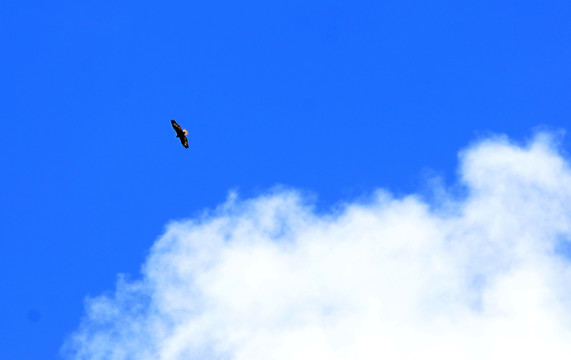 草原鹰在翱翔