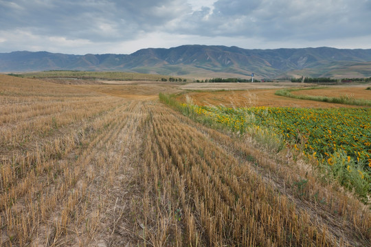 田野