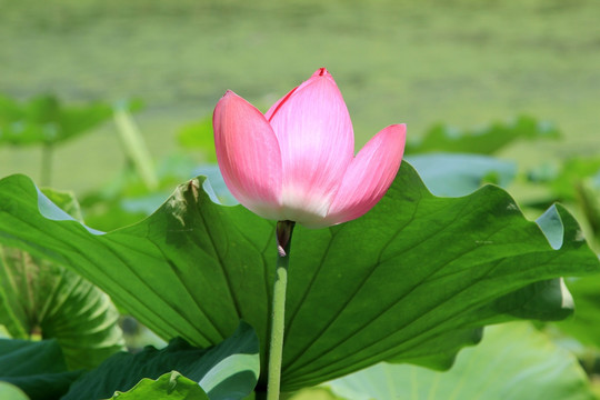 荷花