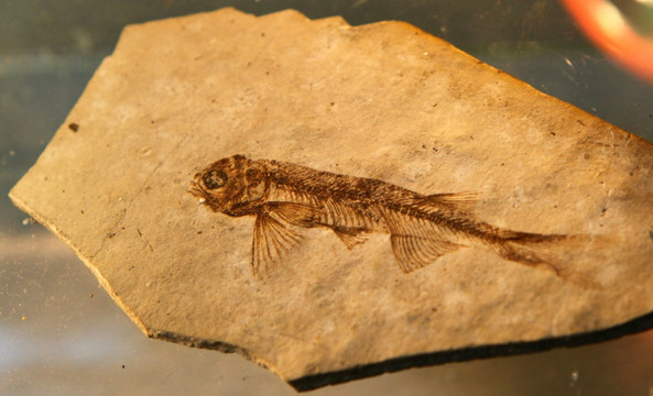 远古时期鱼类化石