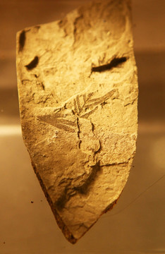 远古植物蕨类化石