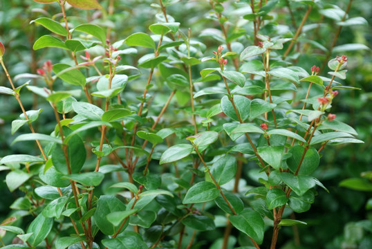 绿化植物
