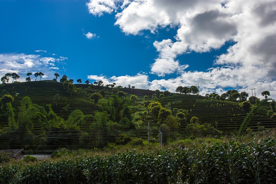 茶山